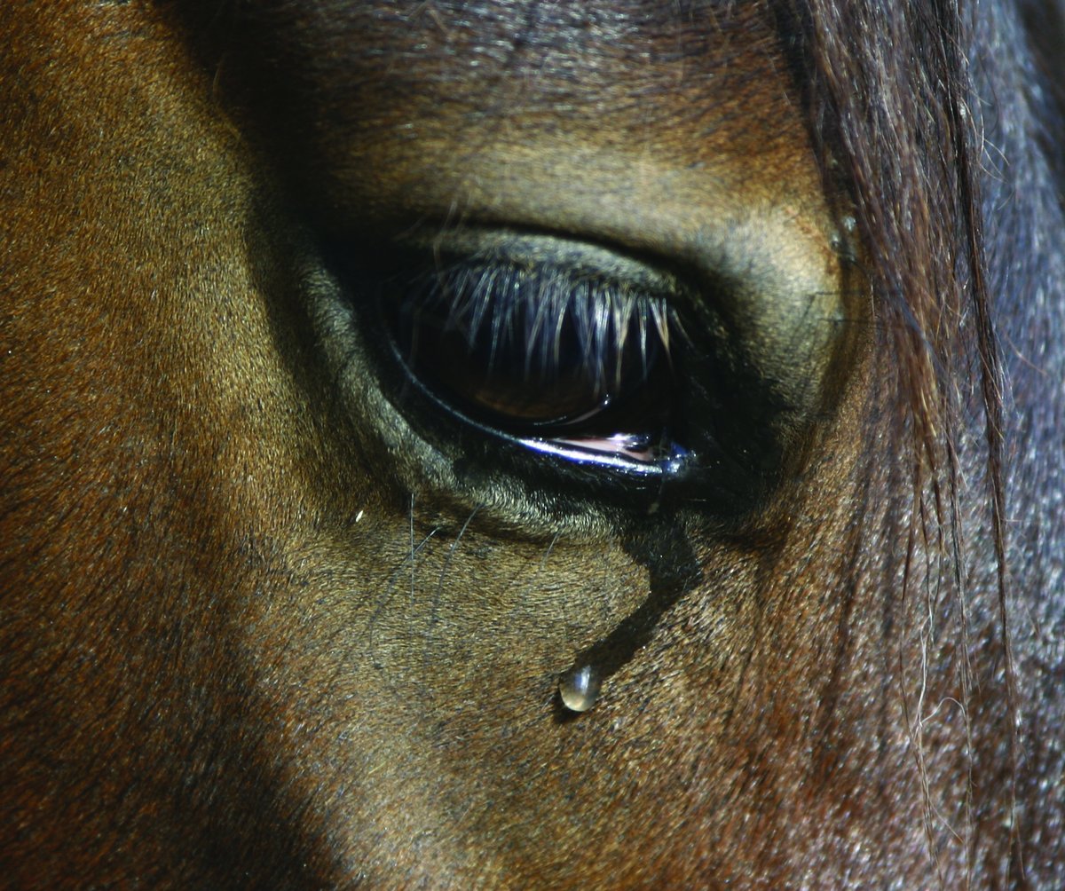 💔 Three horses dead at Cheltenham Racecourse (17 Nov). Abuffalosoldier and Bangers And Cash collapsed and died in the same race. In the next race, Napper Tandy broke his neck in a fall. Jump racing has killed 128 horses this year, it’s time to stop killing horses. #BanJumpRacing