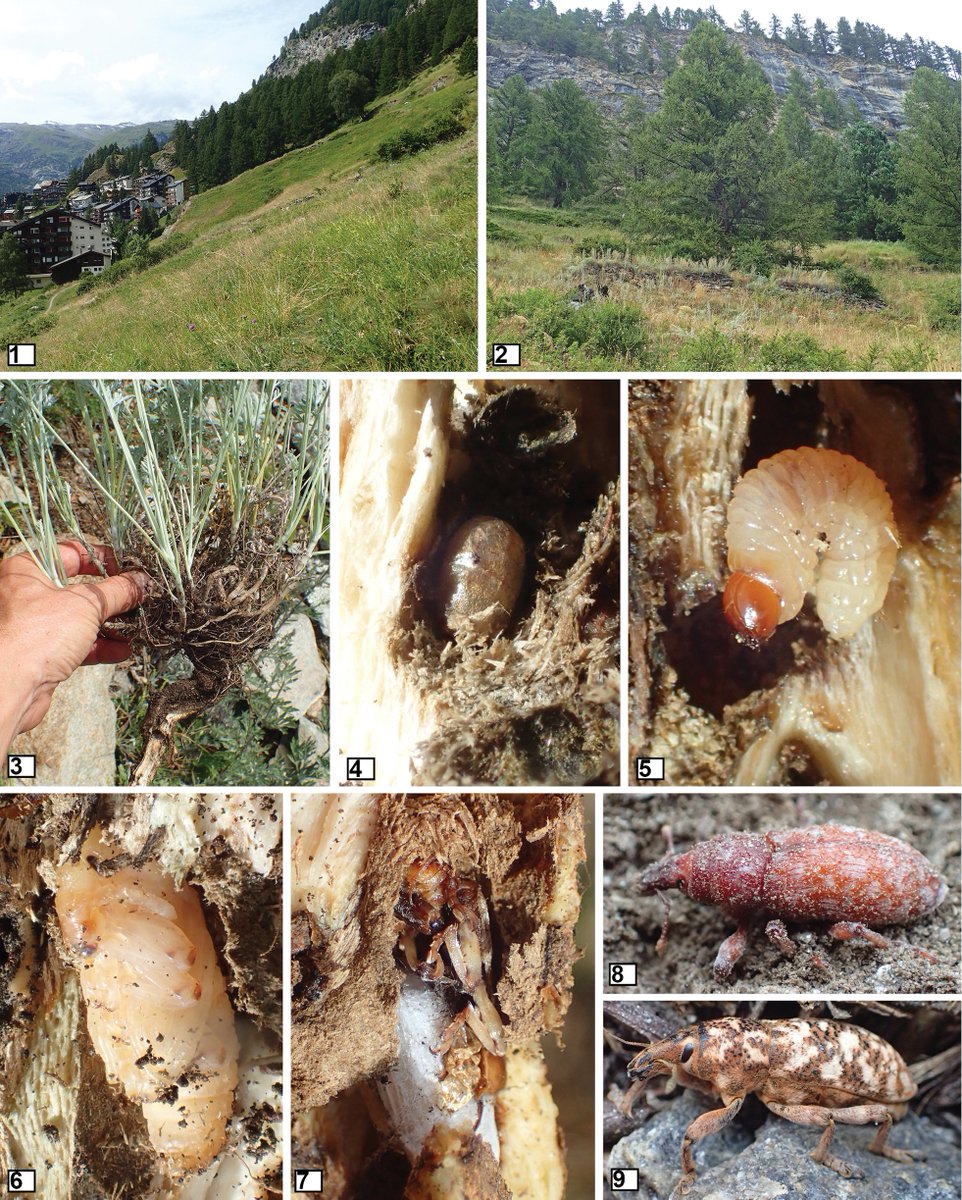 AlpineEnto's tweet photo. Researchers document the rare Swiss beetle Adosomus roridus developing in a novel host plant in Zermatt’s subalpine rocky steppes.

🔗 https://t.co/KdLSKf6zig 

#Coleoptera https://t.co/dapSvco3D3