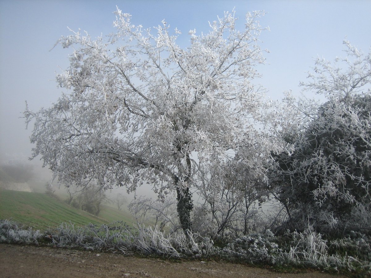 Refrany: Pel desembre, gelades i nevades i tot plegat moltes vegades.

#AmadesFolkCat Cançoner (1951)