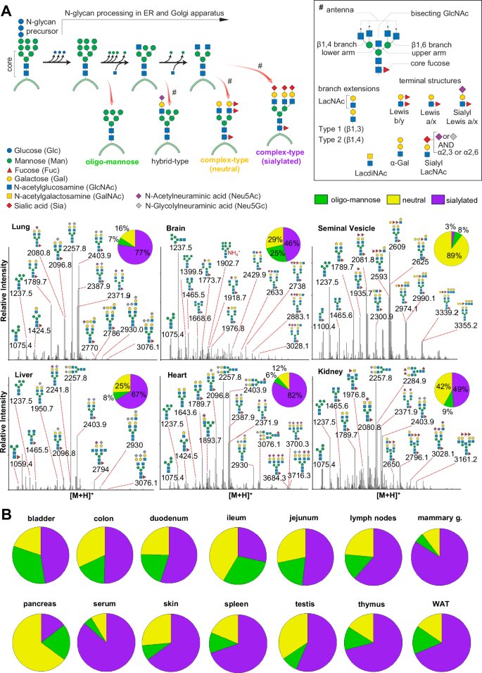 Nature Communications (@naturecomms) on Twitter photo <a href="/SMereiter/">Stefan Mereiter</a> <a href="/penningerlab/">PenningerLab</a> and colleagues introduce a scalable method to profile N-glycans across 20 mouse tissues, revealing tissue-specific glycosylation patterns and novel N-glycan structures #glycotime
nature.com/articles/s4146… <a href="/SMereiter/">Stefan Mereiter</a> <a href="/penningerlab/">PenningerLab</a> and colleagues introduce a scalable method to profile N-glycans across 20 mouse tissues, revealing tissue-specific glycosylation patterns and novel N-glycan structures #glycotime
nature.com/articles/s4146…