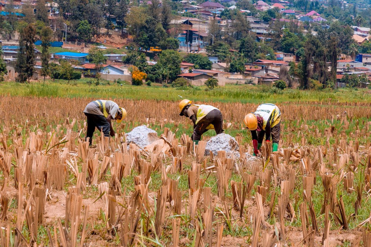 rcl_rw's tweet image. Nyabugogo Wetlands Progress

#GreenRwanda #Realprojects