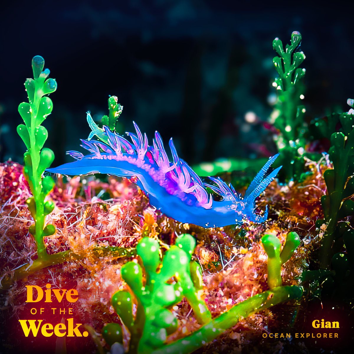 OceansApp's tweet photo. Check out the latest #DiveoftheWeek and start logging your dives in Oceans, the #1 discovery and logbook app for scuba divers! https://t.co/Y3DLexup0p