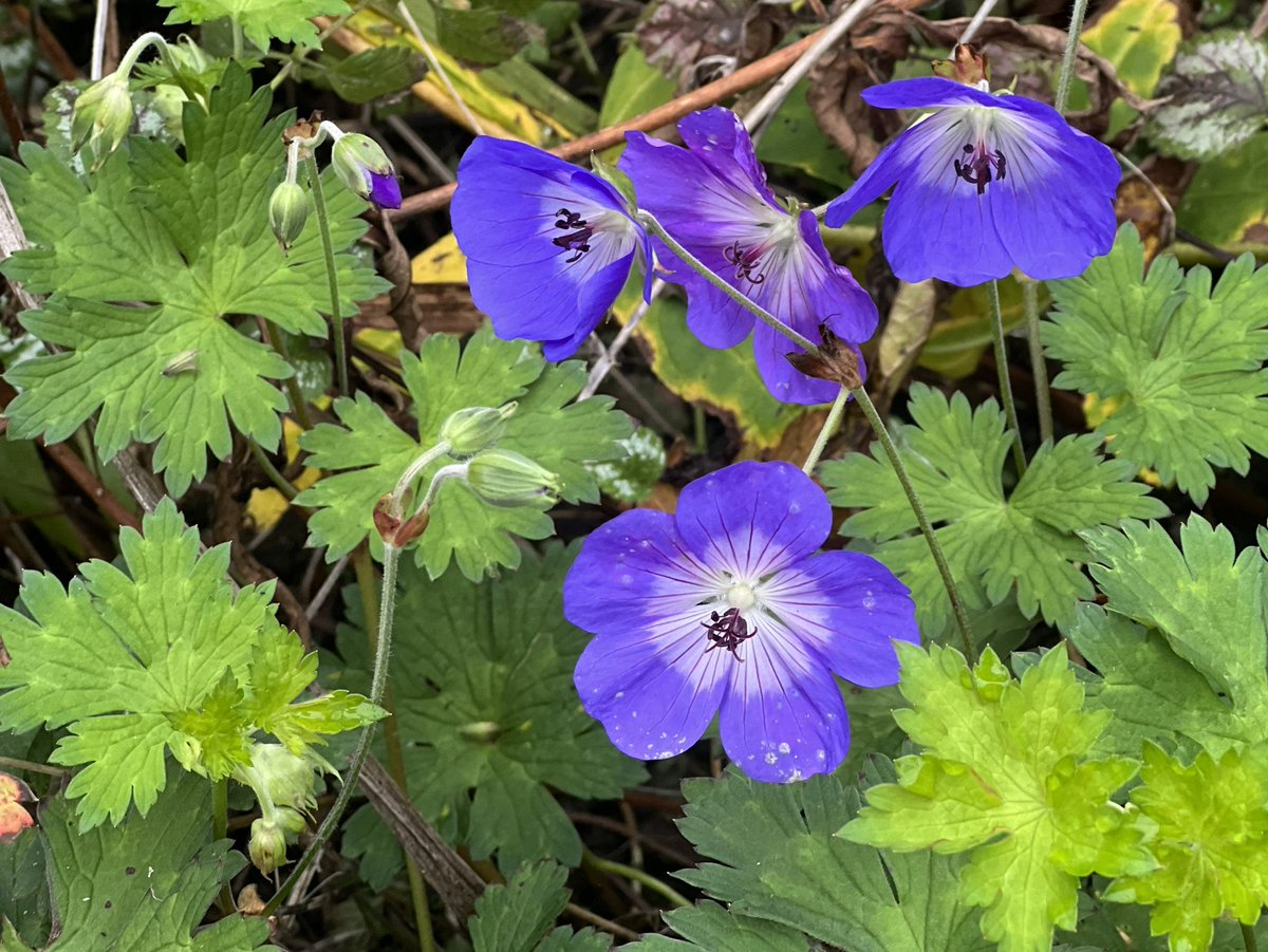 elenicclarke's tweet photo. Greetings for a good week with Geranium โRozanneโ.
#geranium #perennials #herbaceousborder #garden https://t.co/75t5CmU3iK