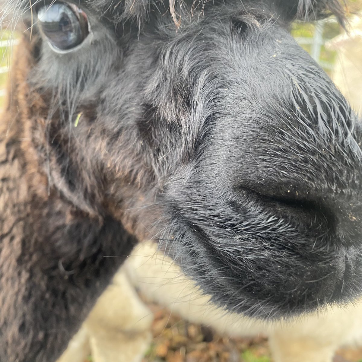 BingfieldAlpac1's tweet image. Bit close Las Vegas 🤣 #LasVegas #nosey #MondayMorningMotivation