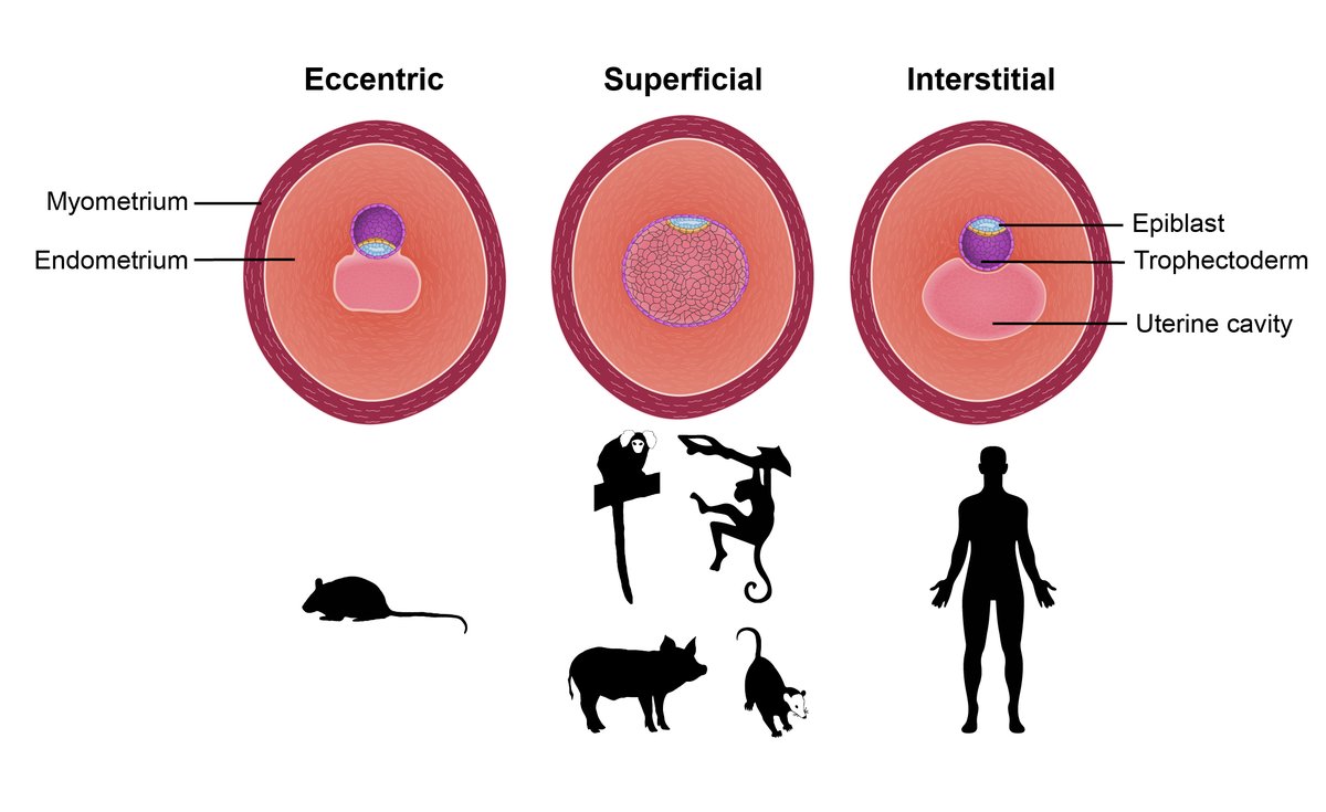 Curious embryo fact 11/25

Mammals undergo 3 types of embryo implantation:

Eccentric, superficial and interstitial.

Most mammals undergo superficial implantation.

Interstitial implantation is the deepest implantation mode and occurs in Great apes, including human, and ….