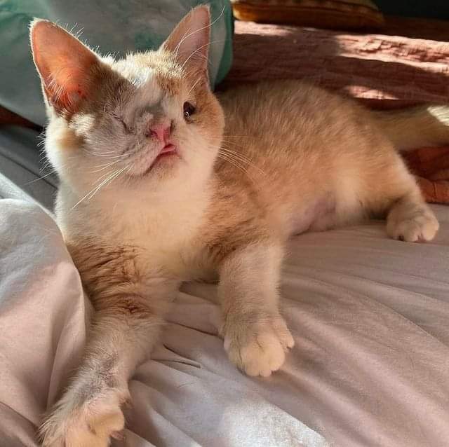 Nobody likes me because I'm a blind cat 😔😔