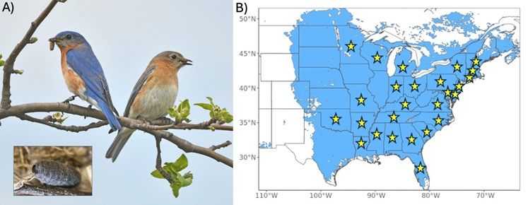 New Research Highlight: citizen science observations shed light on how anthropogenic food sources influence wildlife disease - buff.ly/48C9ucE 🦠 
<a href="/SauerScientist/">Erin Sauer 🐸</a>