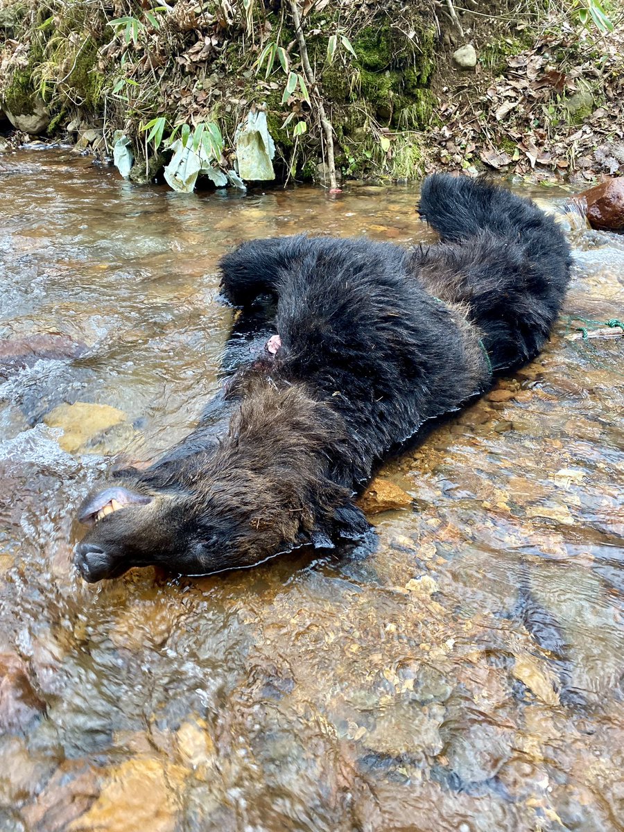 alice2501's tweet photo. 紅葉の季節は冬眠準備中のヒグマがたくさん獲れます。おかげさまで解体スキルがレベル1からレベル2くらいには向上しました。一番好きな部位は舌です🧸👅😋 https://t.co/jkqcQbrFt5