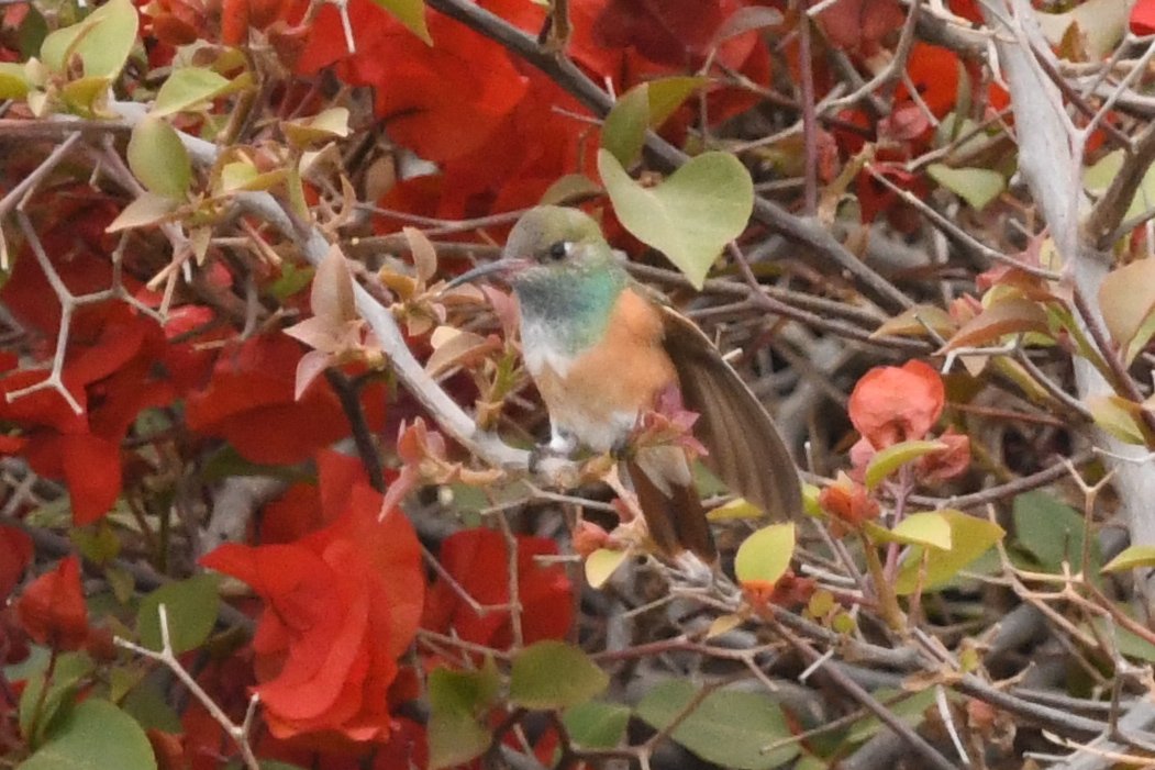 marcmcflurry's tweet photo. Amazilia Hummingbird, Cinerous Conebill, Blue and White Swallow and Peruvian Martin #paracas #Peru #BirdsSeenIn2024 https://t.co/7dgcBHYoB6