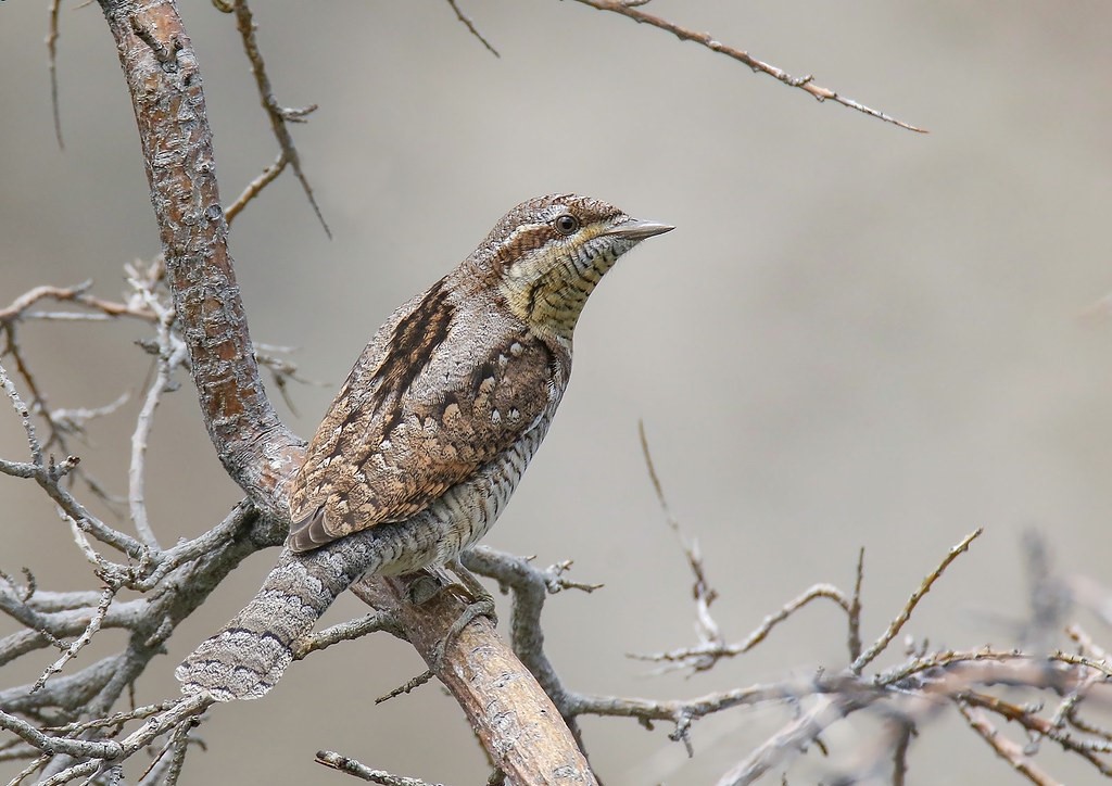 DATO CURIOSO 📢

¿Sabes que en la RBVOyL tenemos varios “pájaros carpinteros”? Hoy te presentamos a los 4 representantes de la familia en el territorio: el pico picapinos, el pico menor, el pito ibérico y el torcecuello.
#SomosBiosfera #DatosCuriosos #FaunadelaRBVOyL #Pícidos