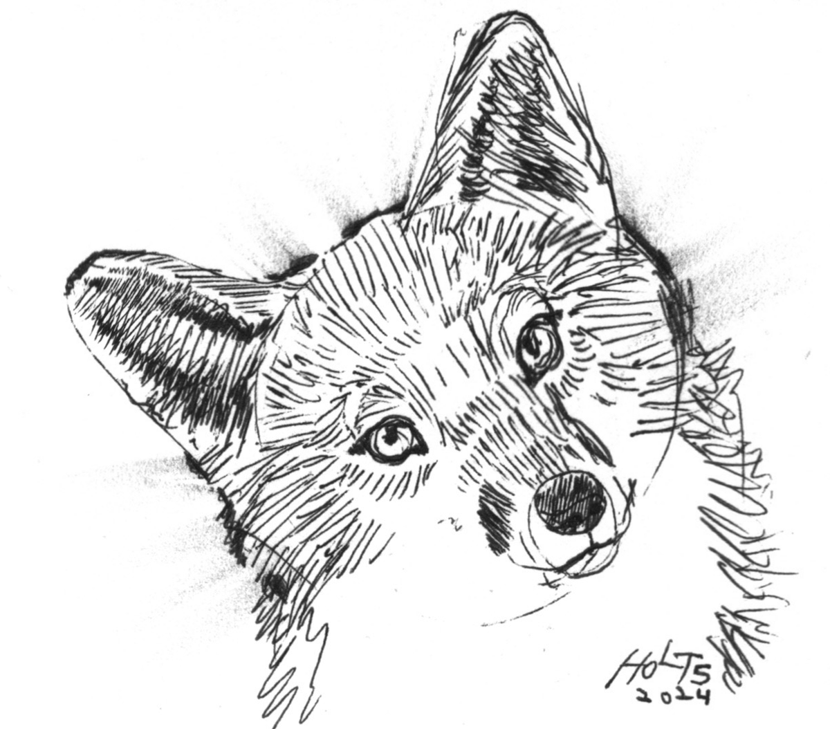 Holt5_Art's tweet image. #pensketch #inkart #holt5art #foxart