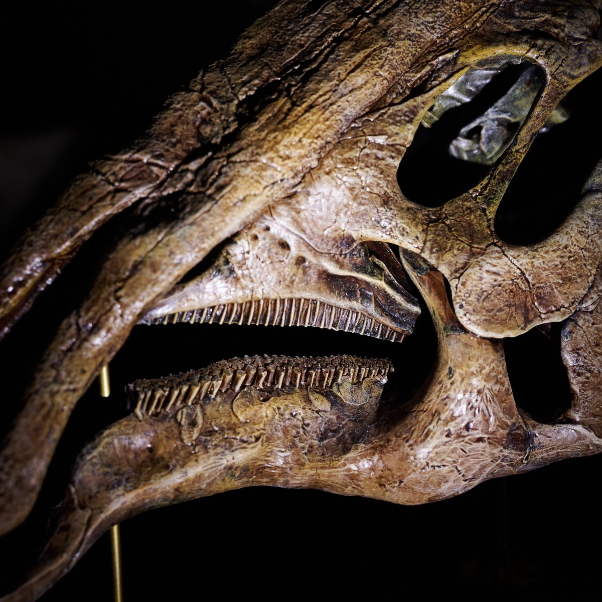 買える化石博物館 on X