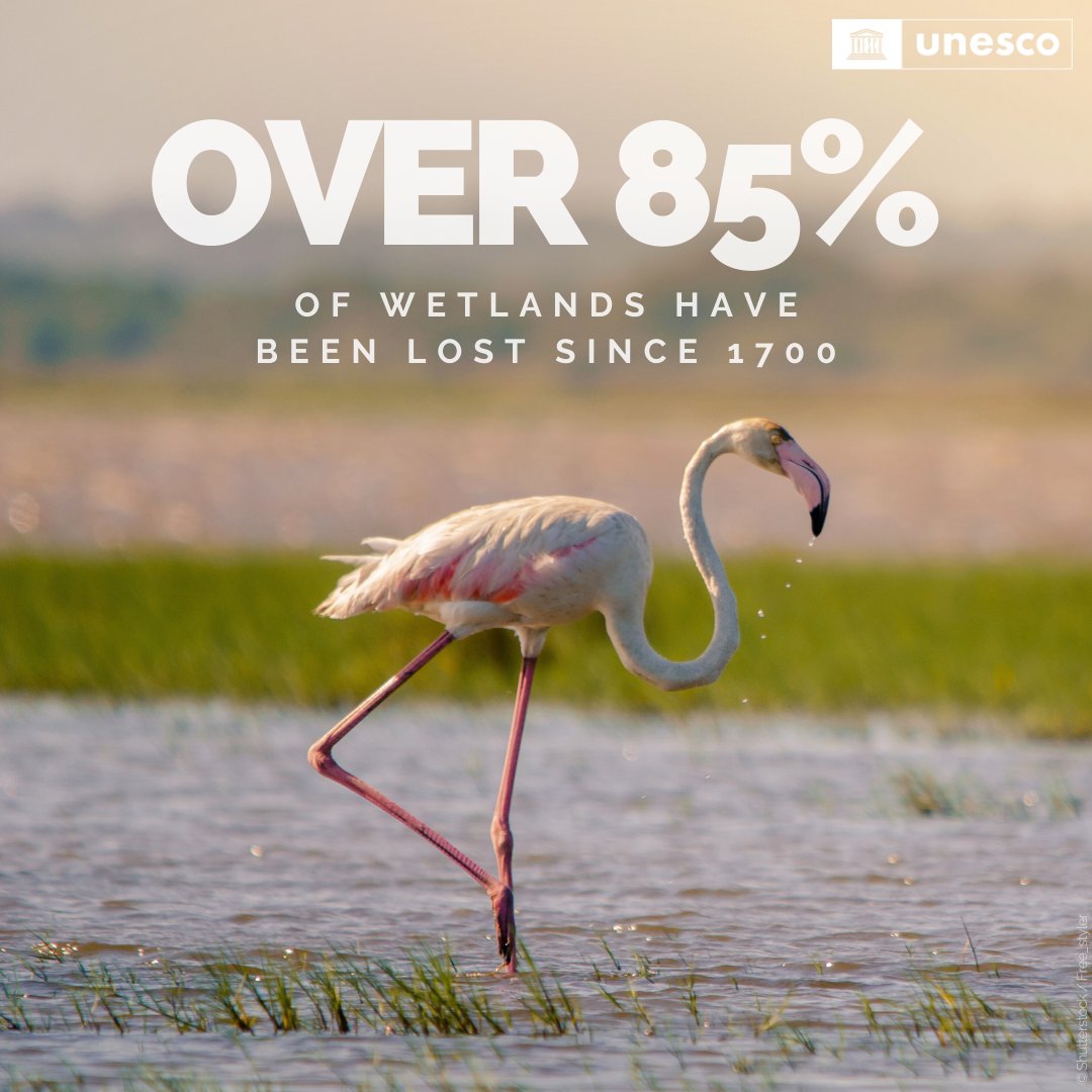 UNESCO's tweet photo. Wetlands are #biodiversity hotspots, vital for filtering water and storing carbon. 💧🦩

@UNESCO is committed to protecting these natural wonders for a sustainable future.

Discover more: https://t.co/Bc0wWaD0vk #COP29 #ForNature https://t.co/EqhMMH3Ncw