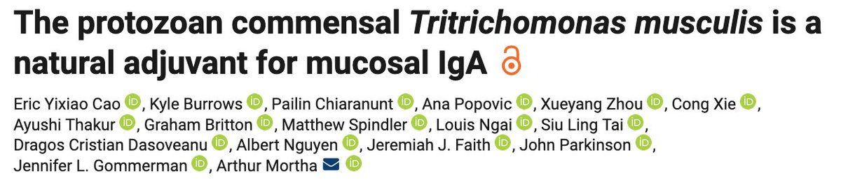 Arthur Mortha (@nkg2d1) on Twitter photo Excited to share the most recent work from #theonlylabever <a href="/JExpMed/">Journal of Experimental Medicine</a>
A gut protozoan commensal acts as adjuvant for IgA against food and bacterial antigens. 🦠
We hope you will find our result interesting.
Read them anyway, open access here:
doi.org/10.1084/jem.20… 👈 Excited to share the most recent work from #theonlylabever <a href="/JExpMed/">Journal of Experimental Medicine</a>
A gut protozoan commensal acts as adjuvant for IgA against food and bacterial antigens. 🦠
We hope you will find our result interesting.
Read them anyway, open access here:
doi.org/10.1084/jem.20… 👈