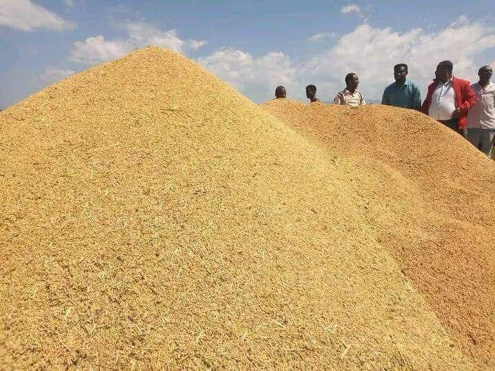 AbiyAhmedAli's tweet photo. This season’s wheat harvesting period has begun, and we must expedite this process nationwide through collaboration, as we have a bountiful harvest this year. Additionally, we should prepare for the upcoming summer wheat cultivation. https://t.co/oPC1Kivs5s
