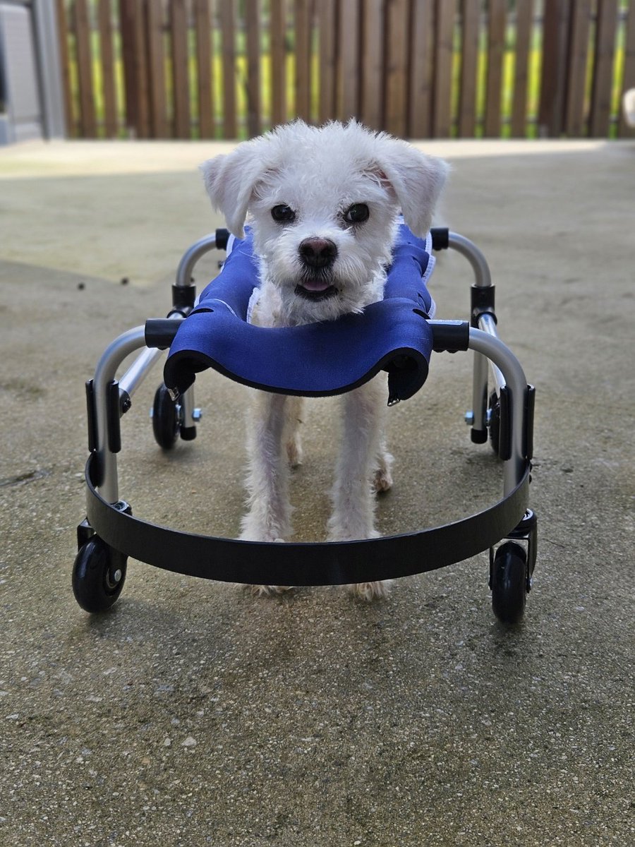 더 빡세게 홍보해야하는데
자꾸 느려지네요.  

20일납부대상도 있지만
지금 총체적으로 난국이라 계속 
얼마의 도움이던 상관없어요 
도움을 갈구중.  

기업은행 사단법인 엔젤프로젝트 289 130456 04 018 기부금영수증 가능단체 입니다