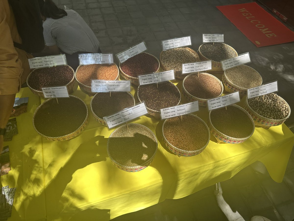 Francois_Roger's tweet photo. Preparation for the Science Festival in Cambodia 🇰🇭 with #Cirad40 exhibition @FranceCambodge @Cirad  #Agroecology #OneHealth https://t.co/8DMmfMmFeH