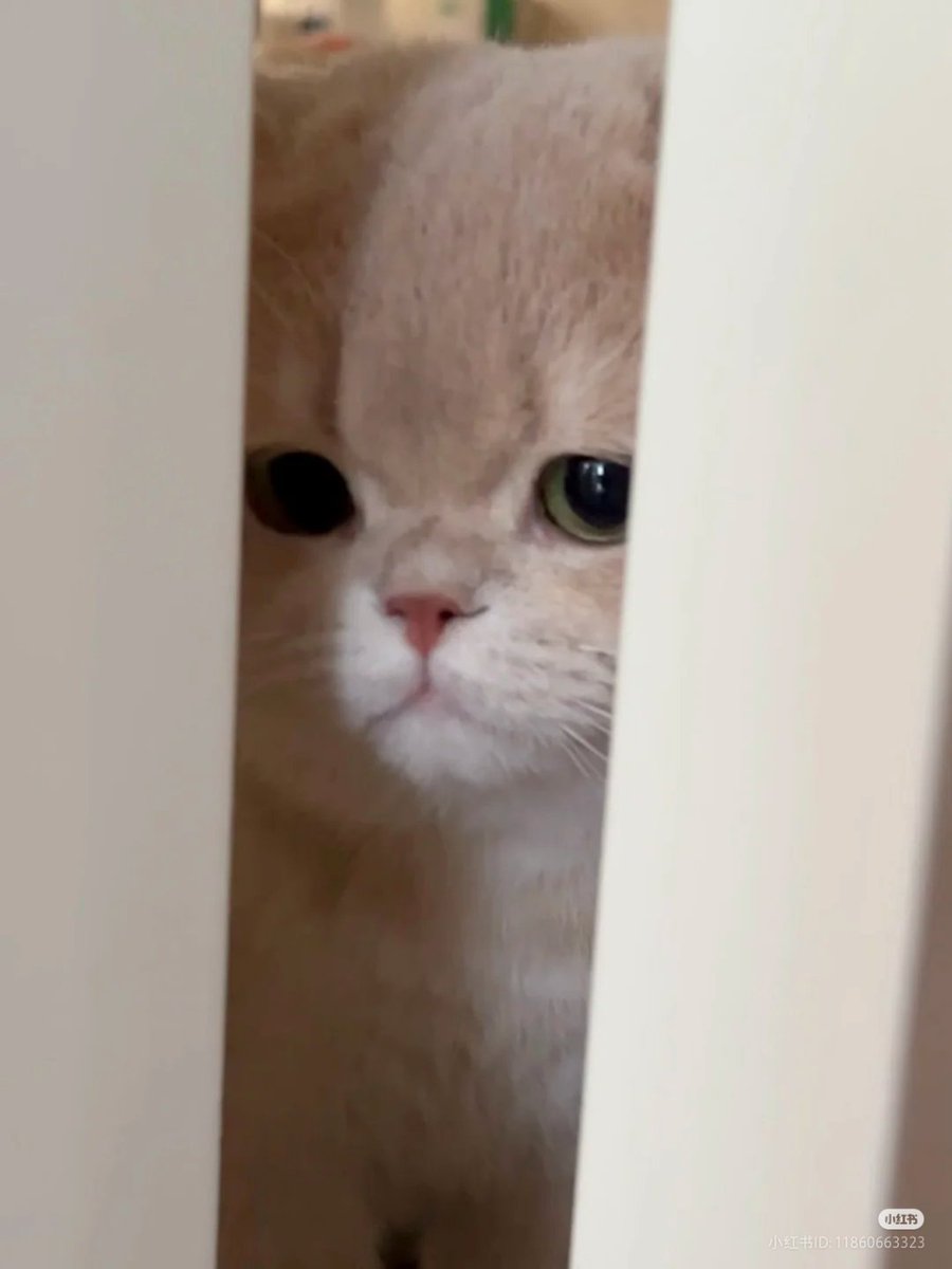 No Context Cats tweet media