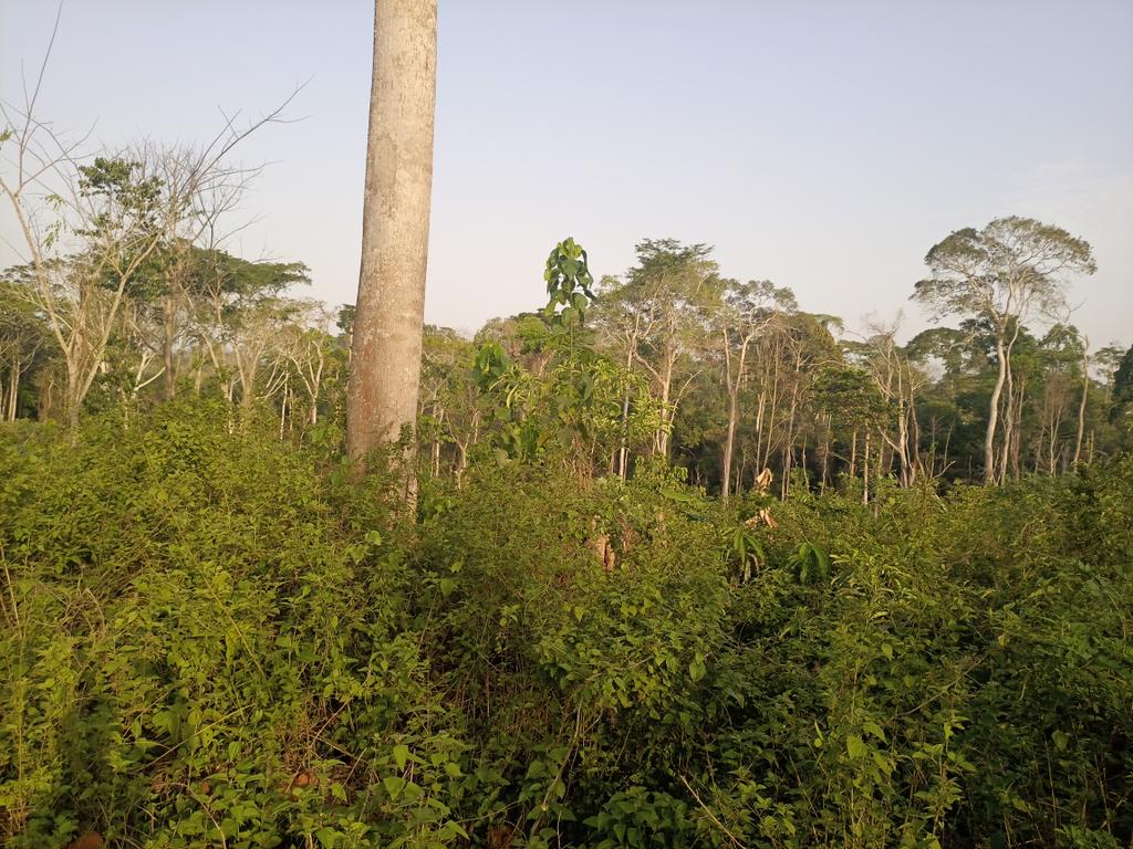 Forests act as windbreaks during storms, reducing their intensity and minimizing damages. Let's recognize the critical role of forests in maintaining resilience and reducing risks of extreme weather events. #ClimateAction #ForestProtection