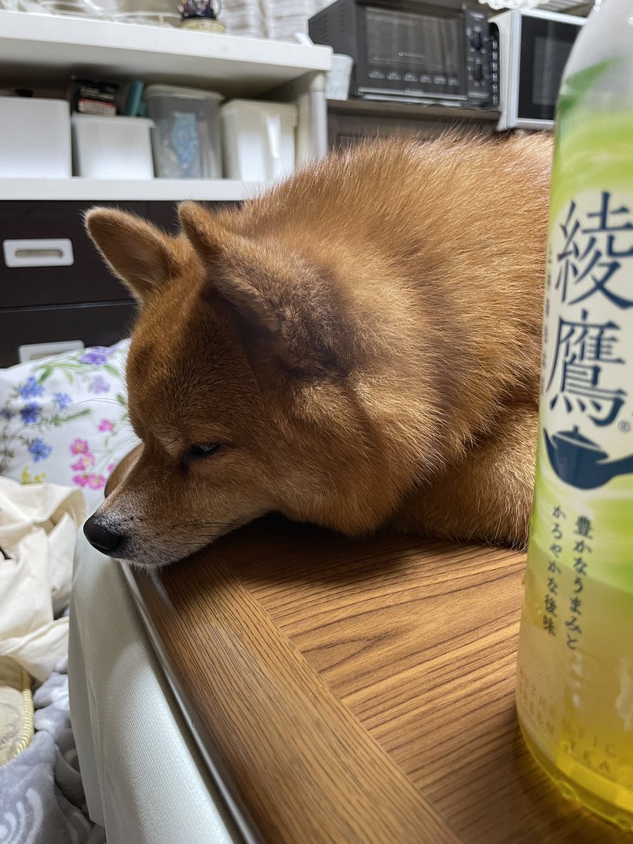 momecco's tweet photo. いや来ないってCMのオファーは https://t.co/ei3rTlmAai