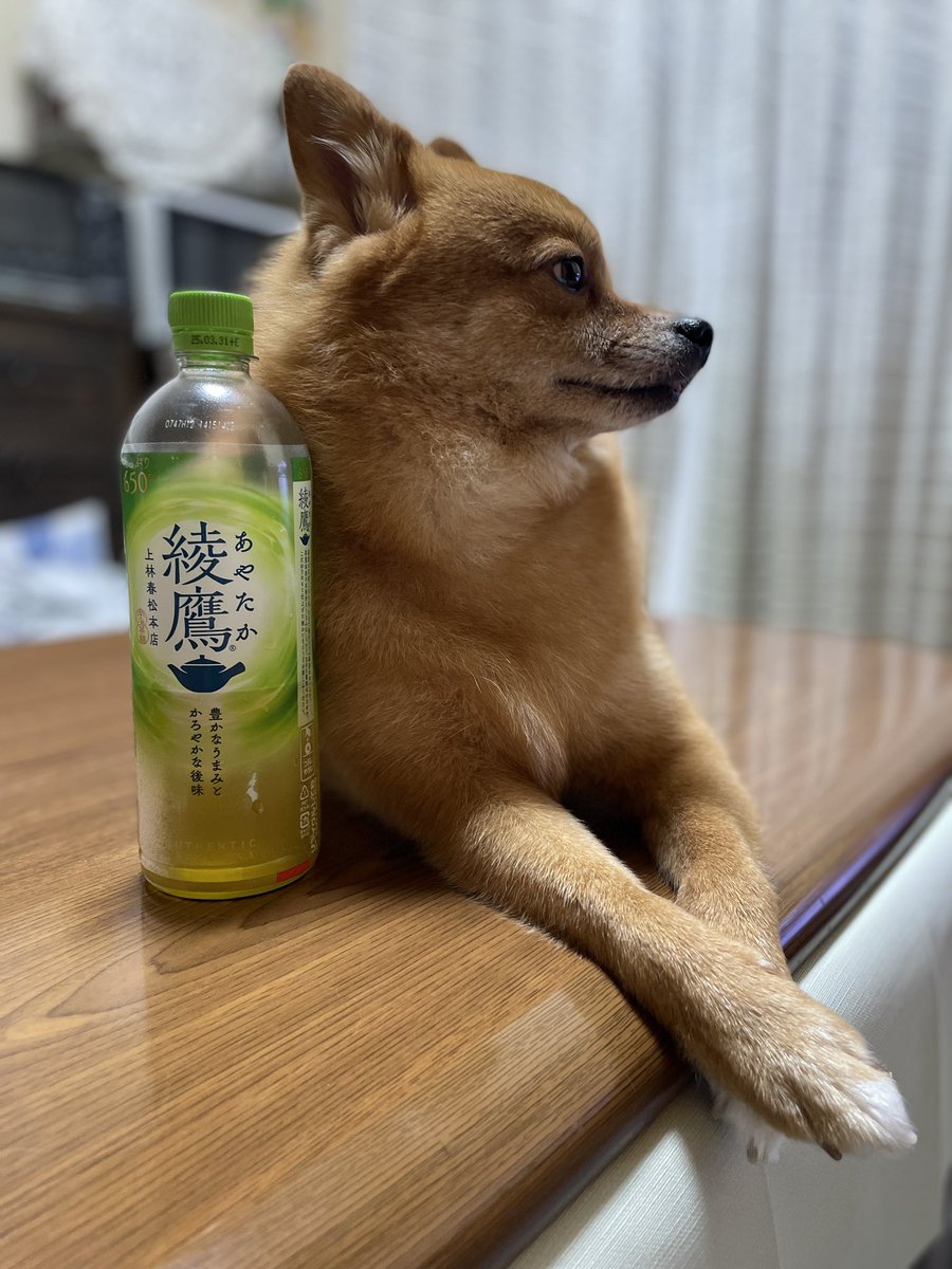momecco's tweet photo. いや来ないってCMのオファーは https://t.co/ei3rTlmAai