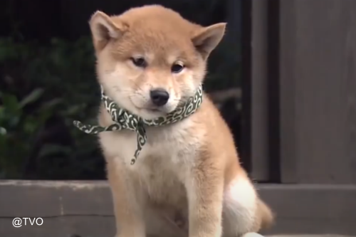 ウーン… 14代目豆助 #豆助 #犬の居る暮らし