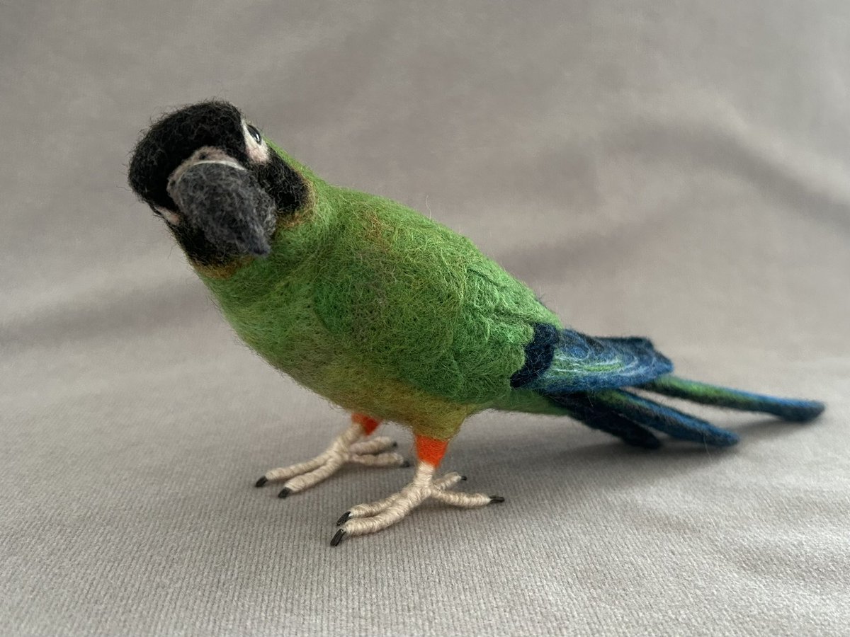 kodamambo_yu's tweet photo. #クロガミインコ
約1/2サイズ
#tinybooboo #needlefelting #needlecraft #woolwork #woolcraft #羊毛フェルト #羊毛フェルトインコ #インコグッズ https://t.co/EU93DAwomm