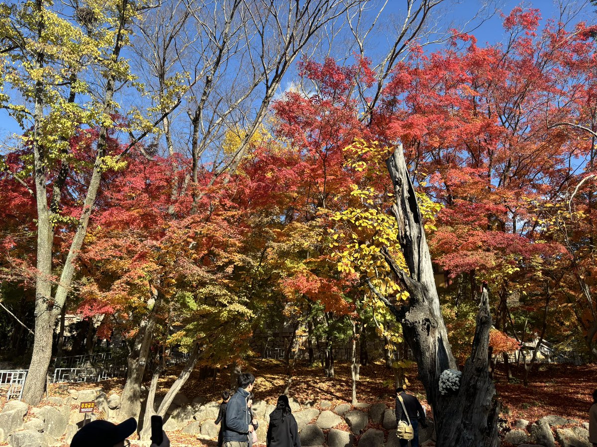 dcfoster88's tweet photo. Bulguksa Temple is so beautiful in the fall. Wasn’t able to get pics of the temple this trip due to the monks having a special ceremony. https://t.co/qiNf4POQXt