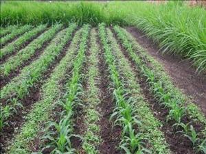 Elysee0fficial's tweet photo. Boost productivity with intercropping! Grow compatible crops together, like maize and beans, to maximize land use, prevent erosion, and improve soil fertility naturally.
#Intercropping #ProductiveFarming https://t.co/S3j2qijT3x
