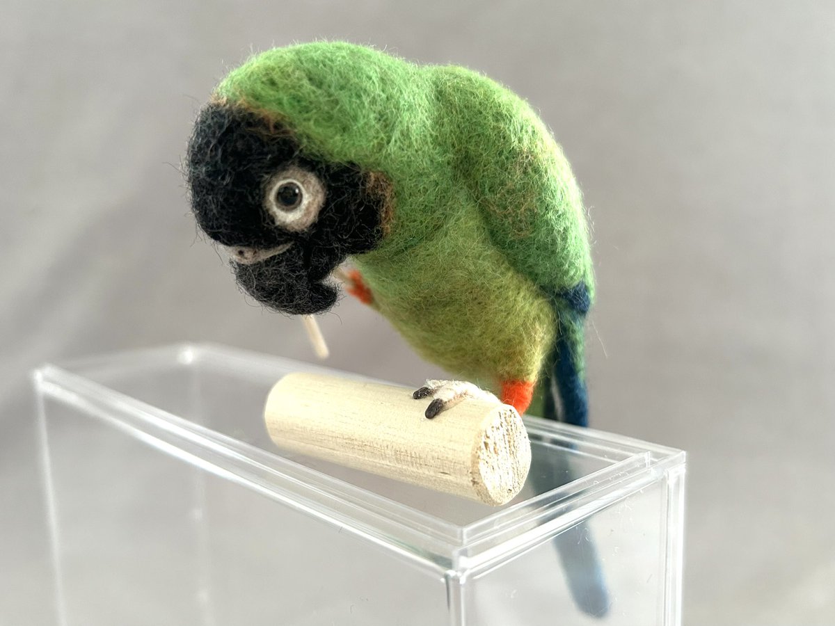 kodamambo_yu's tweet photo. #クロガミインコ パーチタイプ
抜けた羽根を道具に上手にカキカキするの。撮影用に爪楊枝を持っていただきました。本物の羽根を持たせていただいて完成です!
#tinybooboo #needlefelting #needlecraft #woolwork #woolcraft #羊毛フェルト #羊毛フェルトインコ #インコグッズ https://t.co/qWUUH0V600