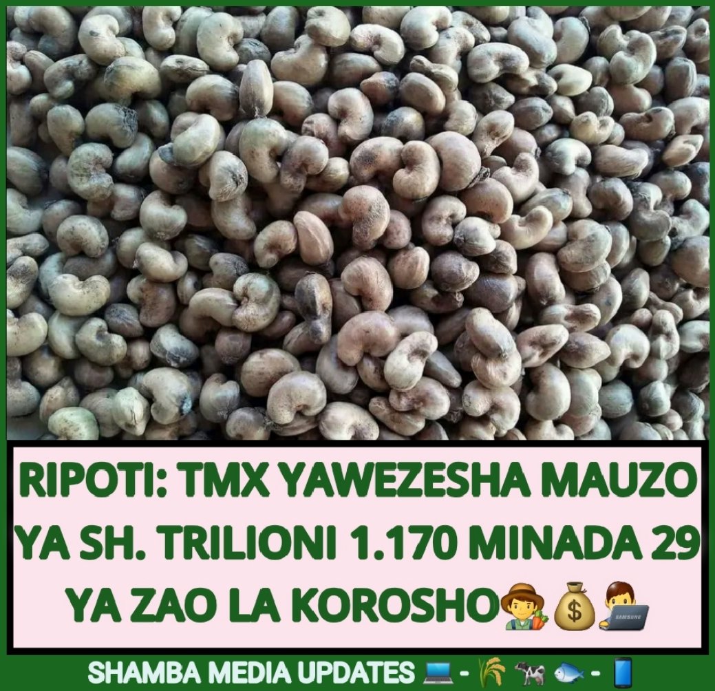 shambamedia's tweet photo. 👨‍💻📈 Ripoti ya mauzo ya zao la korosho kupitia mfumo wa @tmx_tz mpaka Novemba 15, 2024.
---
Minada: 29
Kiasi cha korosho: Tani 309,228
Thamani: shilingi trilioni 1.170

Mtwara: Tani 182,637
Lindi: Tani 88,788
Ruvuma: Tani 19,375
Pwani: Tani 18,110
Morogoro: Tani 315  | #KOROSHO https://t.co/7KTA7HQqbh