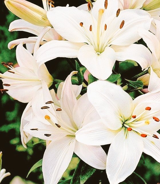 #Duâm 

Ey Rabbimiz!

Bizi sana boyun eğenlerden kıl.

Şuanda cezaevlerinde ve tutsak olan hastene köşelerinde olan hasta kullarına bol bol şifalar ver.

Geçim sıkıntısı çeken bütün kullarına hayırlı ve bol rızıklar ver.
Bizim senden başka kimsemiz yok Allah'ım bize yardım et!