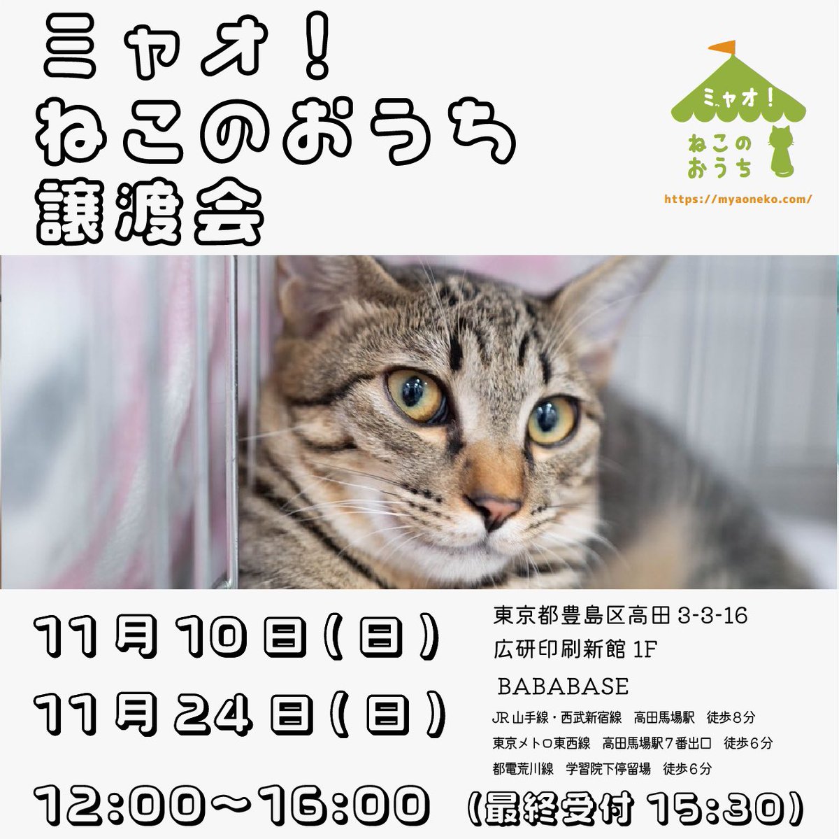 myaoneko55's tweet photo. ★☆ #譲渡会のお知らせ ☆★
ミャオ!ねこのおうち譲渡会
2024年11月24日(日)
12:00~16:00(受付は15:30締切)
東京都豊島区高田3-3-16
広研印刷新館1F BABABASE
ご予約はできません🙏
お問い合わせはホームページからお願いします✉️
#ミャオねこ #保護猫譲渡会 https://t.co/qh33d6iNNr