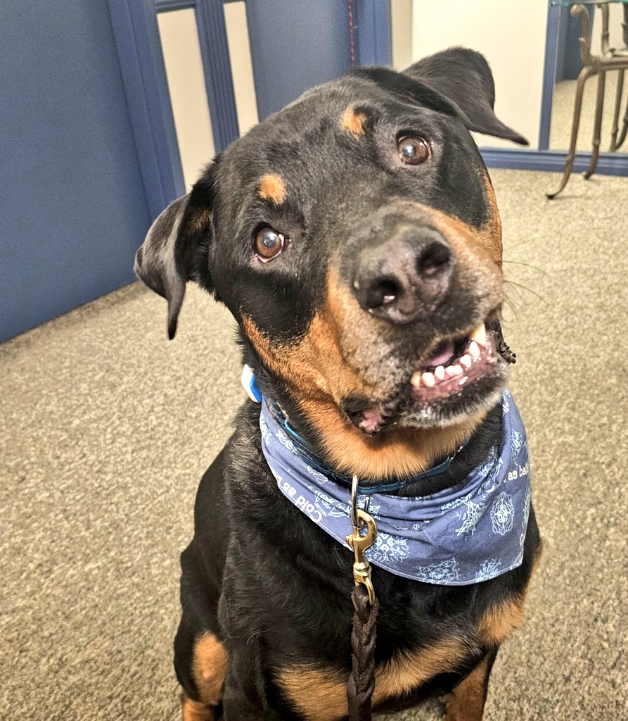 I keep losing followers. I can only assume they don't think my wigglebum is cute enough to follow anymore, so here's my face. 

#DogLogic