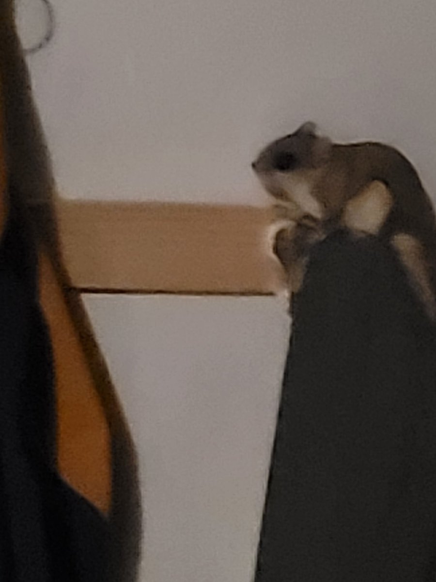 Apparently flying squirrels are considered vermin out here. I named this dude Kite and he lives here and I'm going to buy him food right now. Eeeeee