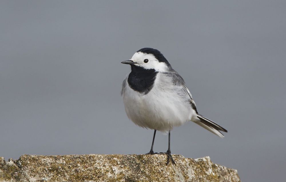 No visām Latvijā sastopamajām cielavu sugām baltā cielava (Motacilla alba) ir pie mums visbiežāk novērojamā, un tieši baltā cielava ir mūsu valsts nacionālā putna statusā. 🇱🇻
Foto: Visvaldis Šteinbergs