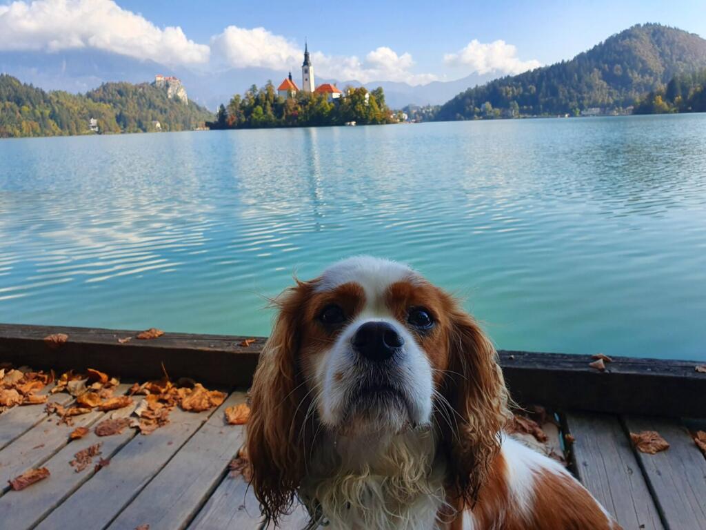 RJonTourUK tweet media