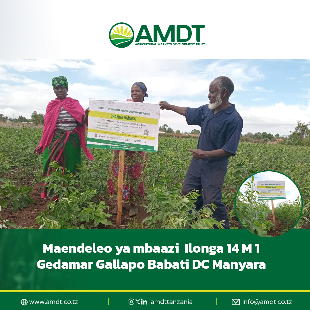 Mradi wa uboreshaji wa kilimo cha mbaazi unaendelea kwa kasi katika maeneo ya Gedamar na Gallapo, Babati DC, mkoani Manyara. Tumejikita kuhakikisha wakulima wanapata mbegu bora kama Ilonga 14 M 1 ambazo zimeonyesha matokeo mazuri katika uzalishaji na tija.

#KilimoBora #Mbaazi