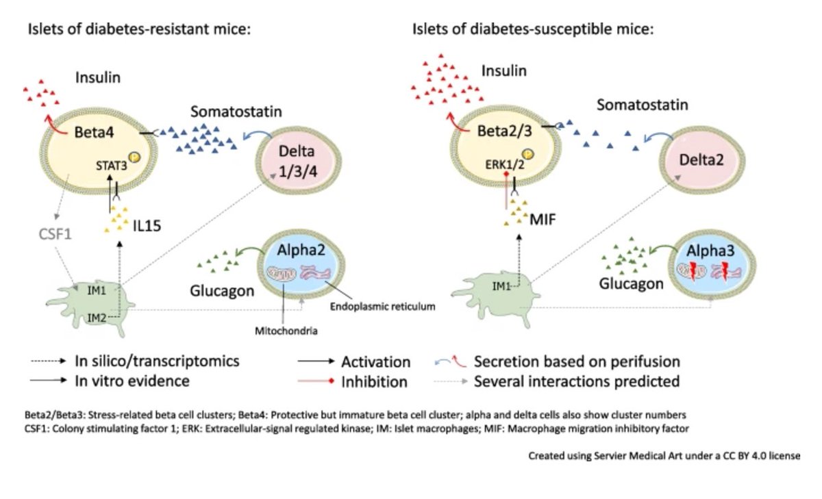 Diabetologia (@diabetologiajnl) on Twitter photo New study indicates that the transcriptional heterogeneity of non-beta cells has an impact on intra-islet crosstalk and participates in beta cell (dys)function @Leibniz_DIfE <a href="/thilo_sp/">Thilo Speckmann</a> <a href="/ChawlaPrateek03/">Prateek Chawla, PhD</a> <a href="/LickertHeiko/">Heiko Lickert</a> #Islets #DiabetesResearch tinyurl.com/3y7nr3tu🔓 New study indicates that the transcriptional heterogeneity of non-beta cells has an impact on intra-islet crosstalk and participates in beta cell (dys)function @Leibniz_DIfE <a href="/thilo_sp/">Thilo Speckmann</a> <a href="/ChawlaPrateek03/">Prateek Chawla, PhD</a> <a href="/LickertHeiko/">Heiko Lickert</a> #Islets #DiabetesResearch tinyurl.com/3y7nr3tu🔓