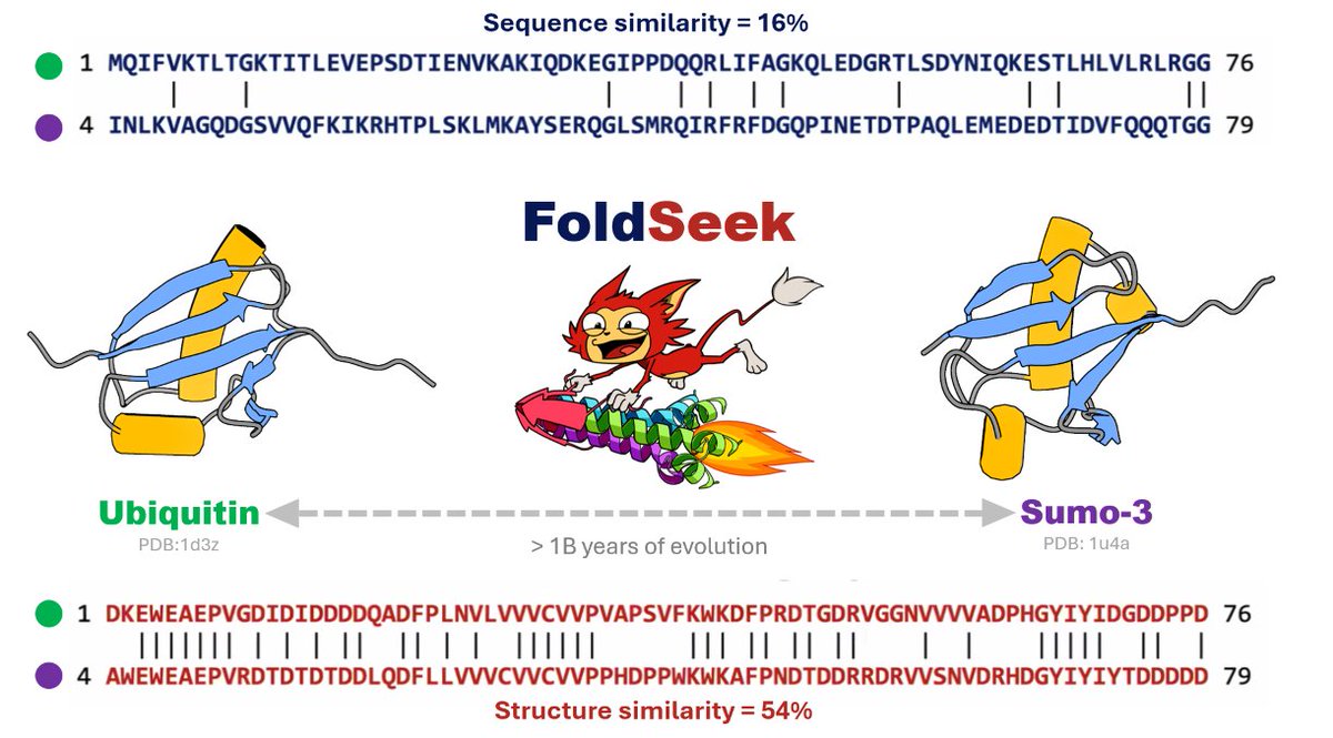 🧵one of my favorite tools: Foldseek (1/7)

We have traced the evo of species by comparing their proteins. We use models that assign a %similarity between seqs and confidently infer that 2 proteins are homologous if share ≥25% SeqSim. But what happens when it’s less than this?