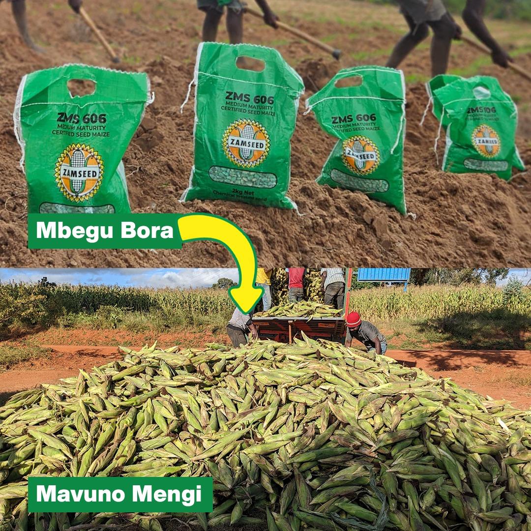 ZamseedTZ's tweet photo. Panda ZMS 638 kwa Mavuno Mengi!
Huzalisha 4,200kgs (wastani kuanzia gunia 42) kwa ekari kwa kufuata kanuni bora za kilimo.
✅ Bora kwa unga mwingi na makande.
✅ Inahimili ukame na mvua nyingi.
✅ Mahindi matamu kwa kuchoma!
✅ Inatoa lishe bora kwa mifugo na binadamu.
#zamseed https://t.co/Bb6UI1L4yl