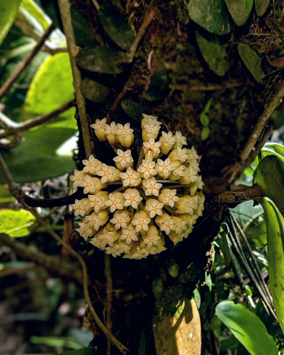 Chris Thorogood tweet media