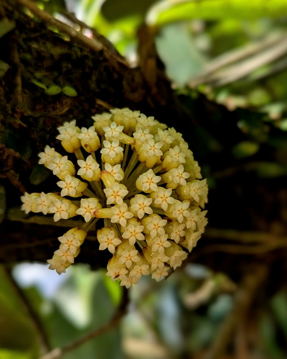 Today, in the wake of the typhoon, the stars came out and made our day  ✨

Hoya crassicaulis, Sierra Madre, the Philippines.