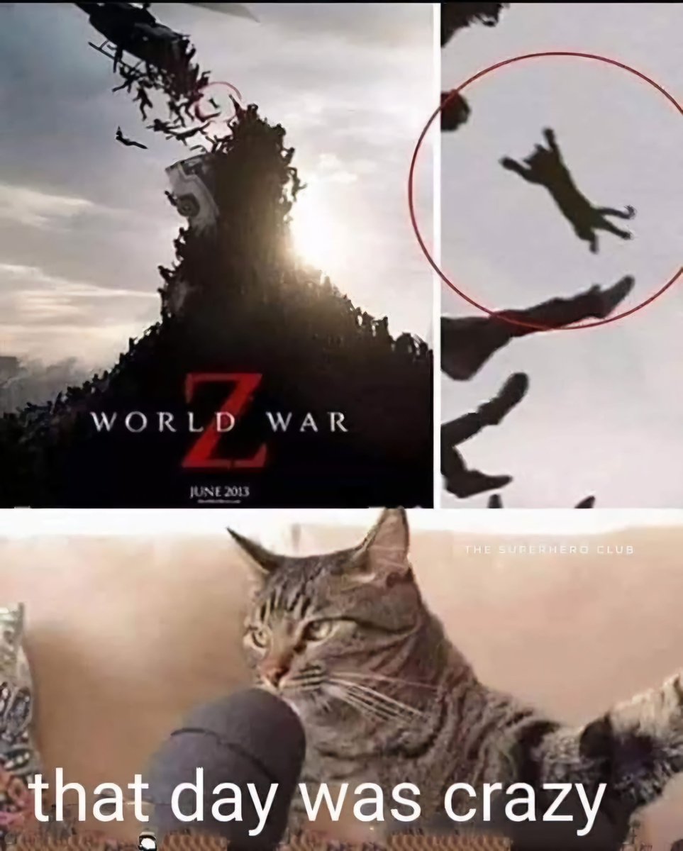 ShouldHaveCat tweet picture