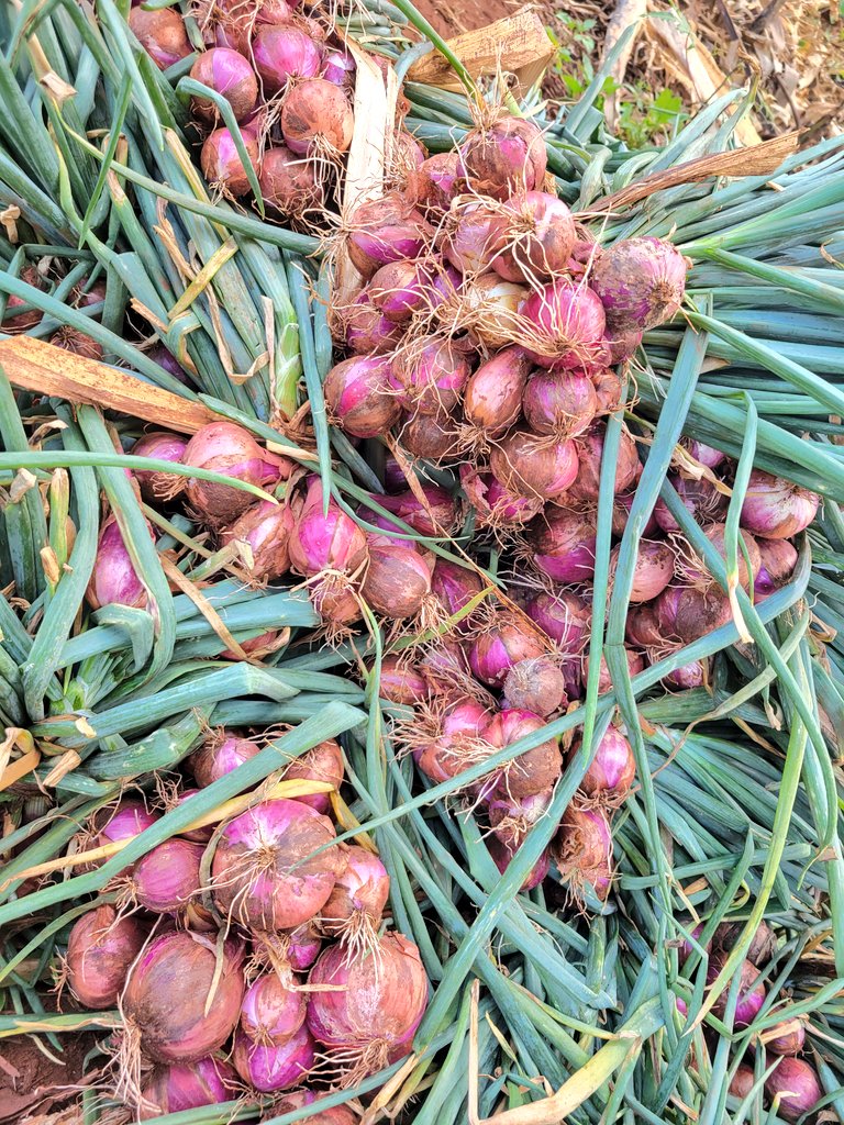AdyeeriHannah's tweet photo. Seeds are available. https://t.co/CUrA7oe3Fn