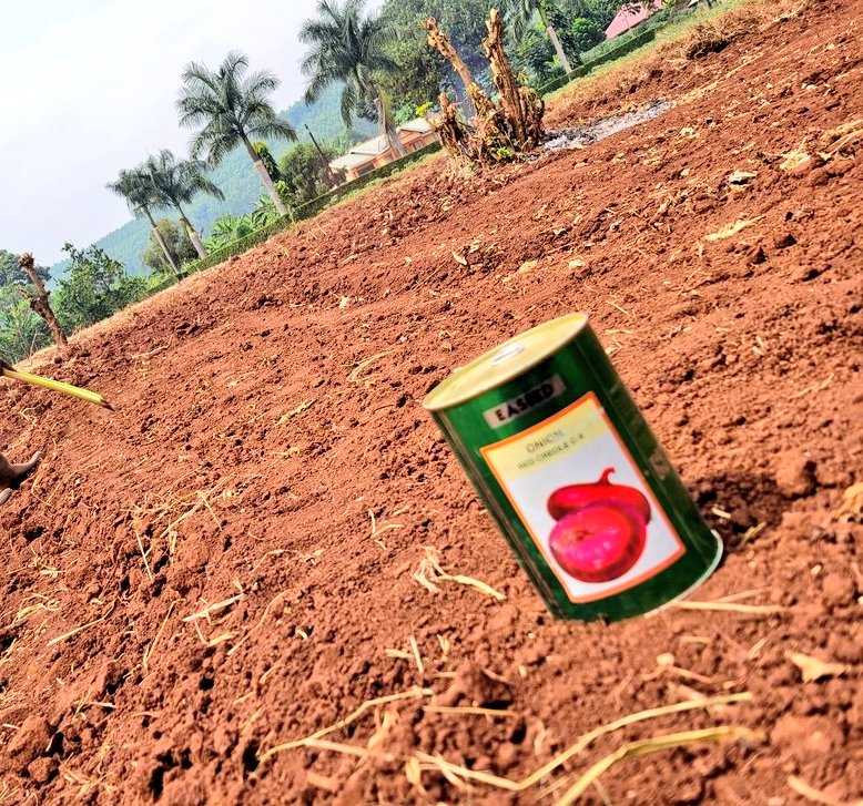 AdyeeriHannah's tweet photo. Seeds are available. https://t.co/CUrA7oe3Fn