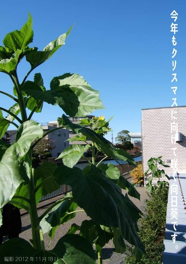 rfmの秘密-51。
12年前の今日アップしたFB画像。長体を正体に見せる限界がボールドでした。縦変型で正体は風が通ったみたいで老眼でも読みやすいんです。
暮らしの心地よさを考えるのが好きです(^^)。
  #レタリング #ロゴタイプ #老眼 #フォント #ryuseifontmake　＃バイオリン