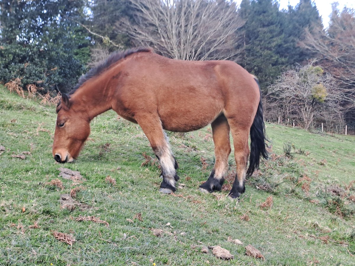 Buenos días desde Isaba. Egun on.