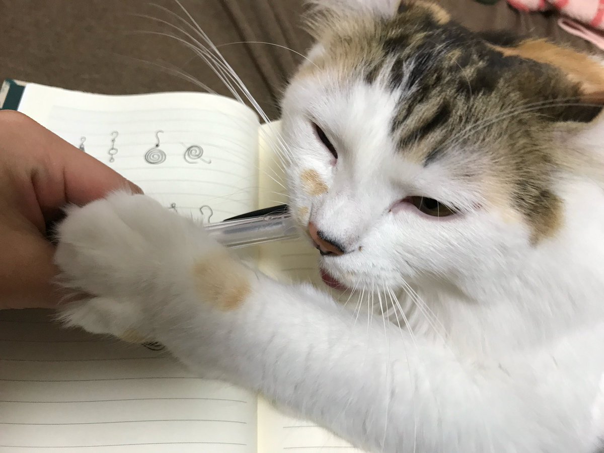mikesukoame's tweet photo. #ネコハラ https://t.co/ufdpaHGml7