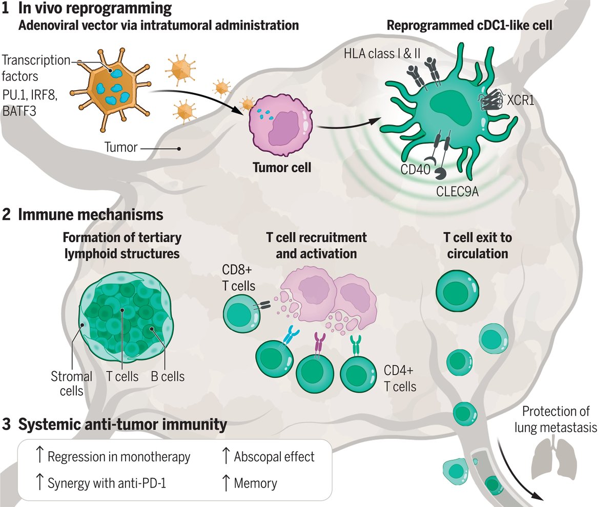 Lymphocyte Engineering (@icle_lymphocyte) on Twitter photo #ImmunoOncology #GeneTherapy #ICLE2025📰„Tumors can block the activation & obstruct the ability of #ImmuneCells to destroy the tumor, thereby creating an environment beneficial for cancer growth.”🔗science.org/doi/10.1126/sc…
<a href="/InSphero/">InSphero</a> <a href="/lunduniversity/">Lund University</a> <a href="/Lund_Stem/">Lund Stem Cell Center</a> <a href="/NMI_DE/">NMI</a> <a href="/AsgardThx/">Asgard Therapeutics</a> #ImmunoOncology #GeneTherapy #ICLE2025📰„Tumors can block the activation & obstruct the ability of #ImmuneCells to destroy the tumor, thereby creating an environment beneficial for cancer growth.”🔗science.org/doi/10.1126/sc…
<a href="/InSphero/">InSphero</a> <a href="/lunduniversity/">Lund University</a> <a href="/Lund_Stem/">Lund Stem Cell Center</a> <a href="/NMI_DE/">NMI</a> <a href="/AsgardThx/">Asgard Therapeutics</a>
